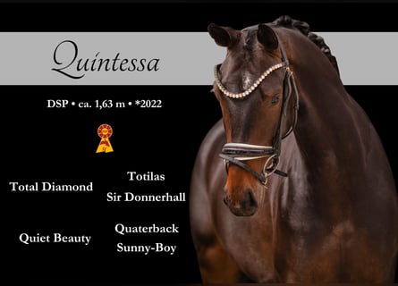 Sportivo Tedesco / Sportivo della Germania, Giumenta, 4 Anni, 163 cm, Baio nero