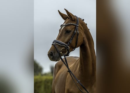 Sportivo Tedesco / Sportivo della Germania, Giumenta, 4 Anni, 164 cm, Sauro
