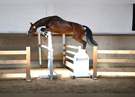 Sportivo Tedesco / Sportivo della Germania, Giumenta, 4 Anni, 165 cm, Baio