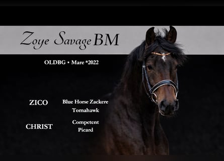 Sportivo Tedesco / Sportivo della Germania, Giumenta, 4 Anni, 165 cm, Baio ciliegia