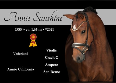 Sportivo Tedesco / Sportivo della Germania, Giumenta, 4 Anni, 166 cm, Baio