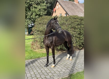 Sportivo Tedesco / Sportivo della Germania, Giumenta, 4 Anni, 166 cm, Baio nero
