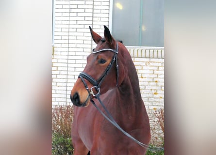 Sportivo Tedesco / Sportivo della Germania, Giumenta, 4 Anni, 167 cm, Baio