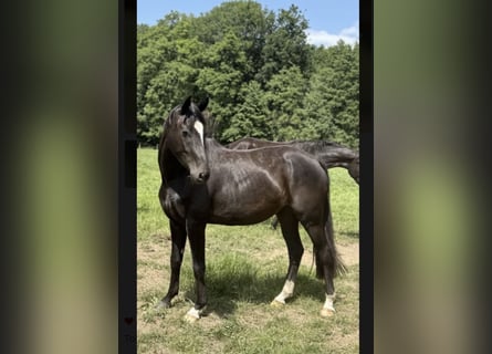 Sportivo Tedesco / Sportivo della Germania, Giumenta, 4 Anni, 167 cm, Morello