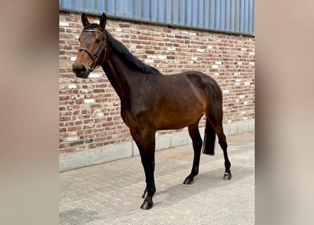 Sportivo Tedesco / Sportivo della Germania, Giumenta, 4 Anni, 168 cm, Baio scuro
