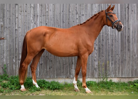 Sportivo Tedesco / Sportivo della Germania, Giumenta, 4 Anni, 170 cm, Sauro