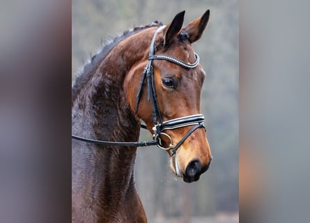 Sportivo Tedesco / Sportivo della Germania, Giumenta, 4 Anni, 171 cm, Baio