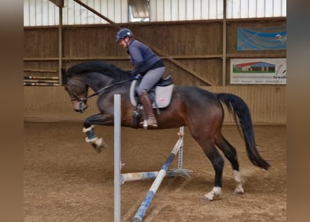 Sportivo Tedesco / Sportivo della Germania, Giumenta, 4 Anni, 175 cm, Baio scuro