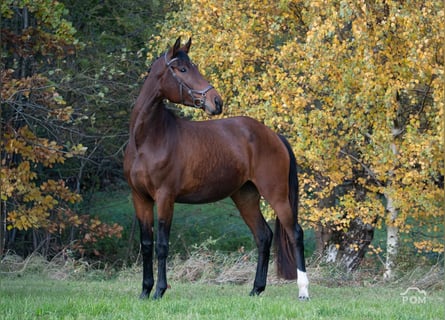 Sportivo Tedesco / Sportivo della Germania, Giumenta, 4 Anni, 176 cm, Baio