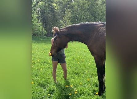 Sportivo Tedesco / Sportivo della Germania, Giumenta, 4 Anni, 176 cm, Baio