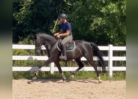 Sportivo Tedesco / Sportivo della Germania, Giumenta, 5 Anni, 165 cm, Morello