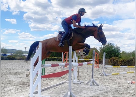 Sportivo Tedesco / Sportivo della Germania, Giumenta, 5 Anni, 168 cm, Baio