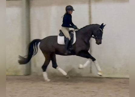 Sportivo Tedesco / Sportivo della Germania, Giumenta, 5 Anni, 168 cm, Baio scuro