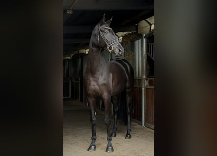 Sportivo Tedesco / Sportivo della Germania, Giumenta, 5 Anni, 168 cm, Morello