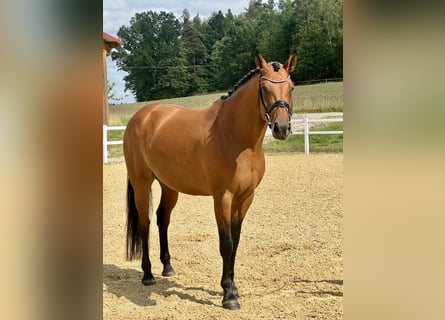 Sportivo Tedesco / Sportivo della Germania, Giumenta, 5 Anni, 169 cm, Baio