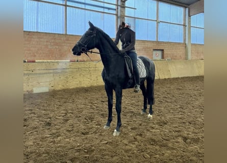 Sportivo Tedesco / Sportivo della Germania, Giumenta, 5 Anni, 170 cm