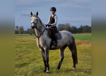 Sportivo Tedesco / Sportivo della Germania, Giumenta, 5 Anni, 170 cm, Grigio