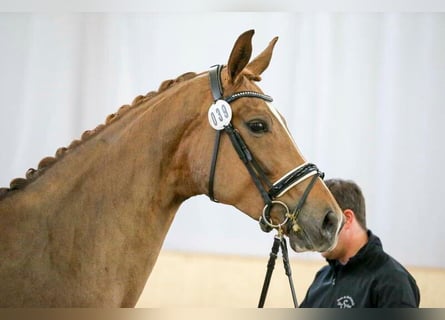 Sportivo Tedesco / Sportivo della Germania, Giumenta, 5 Anni, 174 cm, Sauro scuro