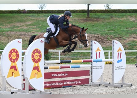 Sportivo Tedesco / Sportivo della Germania, Giumenta, 5 Anni, Baio