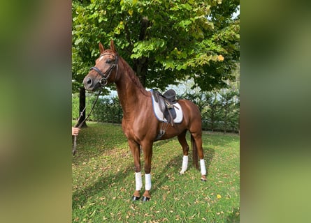 Sportivo Tedesco / Sportivo della Germania, Giumenta, 6 Anni, 163 cm, Sauro