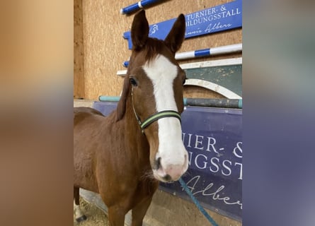 Sportivo Tedesco / Sportivo della Germania, Giumenta, 6 Anni, 165 cm, Sauro