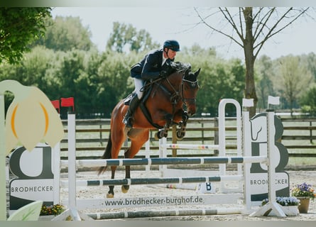Sportivo Tedesco / Sportivo della Germania, Giumenta, 6 Anni, 167 cm, Baio