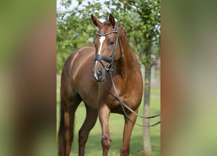 Sportivo Tedesco / Sportivo della Germania, Giumenta, 6 Anni, 167 cm, Sauro scuro