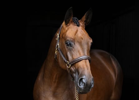Sportivo Tedesco / Sportivo della Germania, Giumenta, 6 Anni, 168 cm, Baio