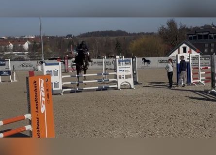 Sportivo Tedesco / Sportivo della Germania, Giumenta, 6 Anni, 168 cm, Sauro scuro