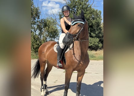Sportivo Tedesco / Sportivo della Germania, Giumenta, 6 Anni, 170 cm, Baio scuro