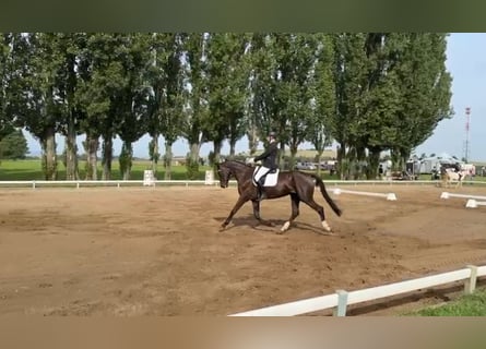 Sportivo Tedesco / Sportivo della Germania, Giumenta, 6 Anni, 170 cm, Morello