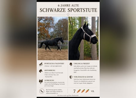 Sportivo Tedesco / Sportivo della Germania, Giumenta, 6 Anni, 171 cm, Morello