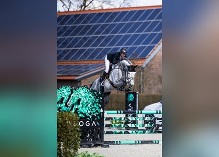 Sportivo Tedesco / Sportivo della Germania, Giumenta, 6 Anni, Grigio