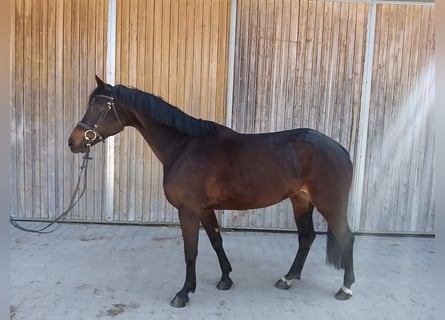 Sportivo Tedesco / Sportivo della Germania, Giumenta, 7 Anni, 160 cm, Baio