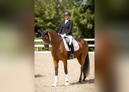 Sportivo Tedesco / Sportivo della Germania, Giumenta, 7 Anni, 166 cm, Baio