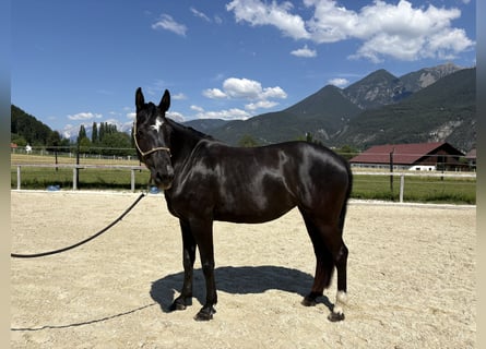 Sportivo Tedesco / Sportivo della Germania, Giumenta, 7 Anni, 167 cm, Baio nero