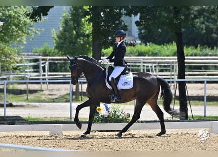 Sportivo Tedesco / Sportivo della Germania, Giumenta, 7 Anni, 169 cm, Baio scuro