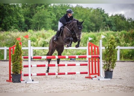 Sportivo Tedesco / Sportivo della Germania, Giumenta, 7 Anni, 171 cm, Morello