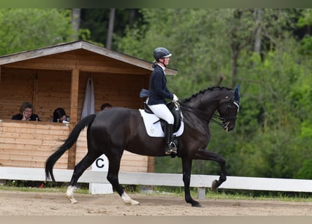 Sportivo Tedesco / Sportivo della Germania, Giumenta, 7 Anni, 172 cm, Morello