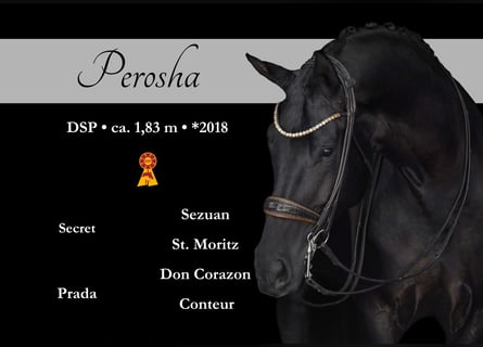 Sportivo Tedesco / Sportivo della Germania, Giumenta, 7 Anni, 182 cm, Morello