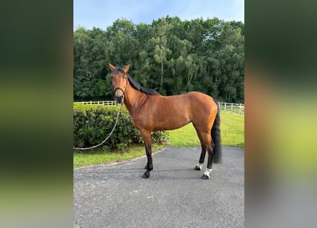 Sportivo Tedesco / Sportivo della Germania, Giumenta, 7 Anni, Baio