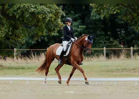 Sportivo Tedesco / Sportivo della Germania, Giumenta, 8 Anni, 171 cm, Sauro