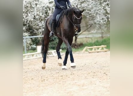 Sportivo Tedesco / Sportivo della Germania, Giumenta, 8 Anni, 189 cm, Morello