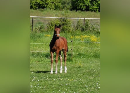 Sportivo Tedesco / Sportivo della Germania, Giumenta, Puledri (03/2026), 170 cm, Baio scuro
