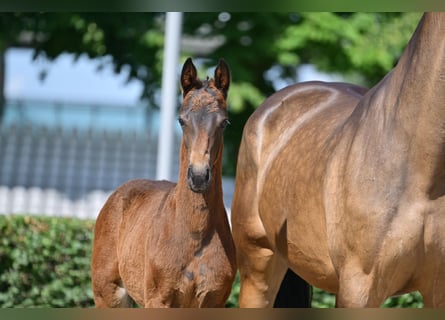 Sportivo Tedesco / Sportivo della Germania, Giumenta, Puledri (03/2025), 170 cm, Baio scuro
