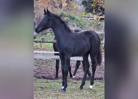 Sportivo Tedesco / Sportivo della Germania, Giumenta, Puledri (05/2025), 170 cm, Morello