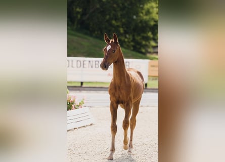 Sportivo Tedesco / Sportivo della Germania, Giumenta, Puledri (04/2025), 170 cm, Sauro