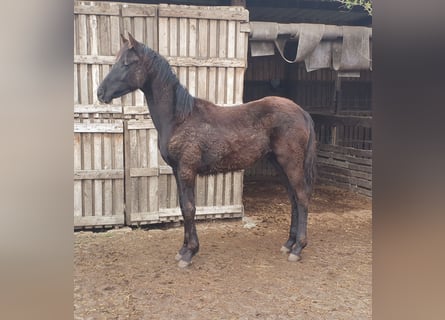 Sportivo Tedesco / Sportivo della Germania, Stallone, 1 Anno, 165 cm, Morello