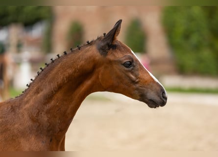 Sportivo Tedesco / Sportivo della Germania, Stallone, 1 Anno, Baio