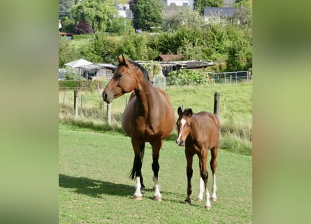 Sportivo Tedesco / Sportivo della Germania, Stallone, 1 Anno, Baio